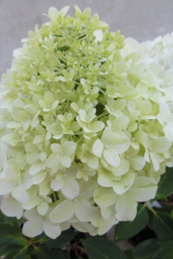 Гортензія волотиста `Літл Спукі`  | Hydrangea paniculata `Little Spooky` | Гортензия метельчатая `Литл Спуки`